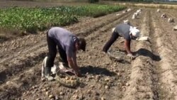 "Зьмяніць Лукашэнку пара было 15 гадоў таму"