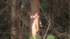 Russia -- protesters in Khimky forest near Moscow
