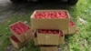 Belarus - People in villages near Homel grow raspberries for sale in Russia. Illustrations to the article. Homel region, 25Jun2018