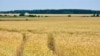 Сёлетні ўраджай згарэў. Гаспадаркі падлічваюць страты